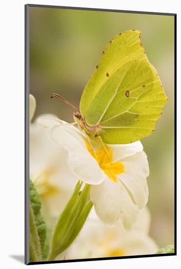 Brimstone butterfly at rest on Primrose flower, UK-Andy Sands-Mounted Photographic Print