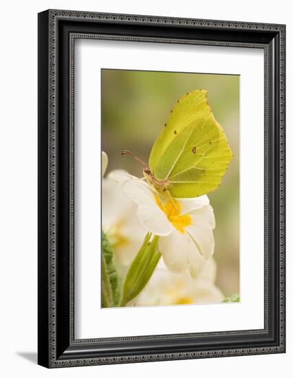 Brimstone butterfly at rest on Primrose flower, UK-Andy Sands-Framed Photographic Print