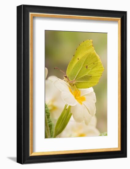 Brimstone butterfly at rest on Primrose flower, UK-Andy Sands-Framed Photographic Print