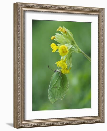 Brimstone butterfly male roosting on Cowslip, Bedfordshire, England, UK, April-Andy Sands-Framed Photographic Print