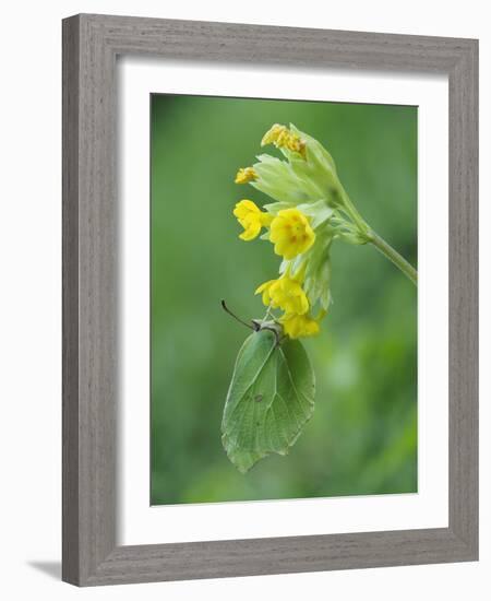 Brimstone butterfly male roosting on Cowslip, Bedfordshire, England, UK, April-Andy Sands-Framed Photographic Print