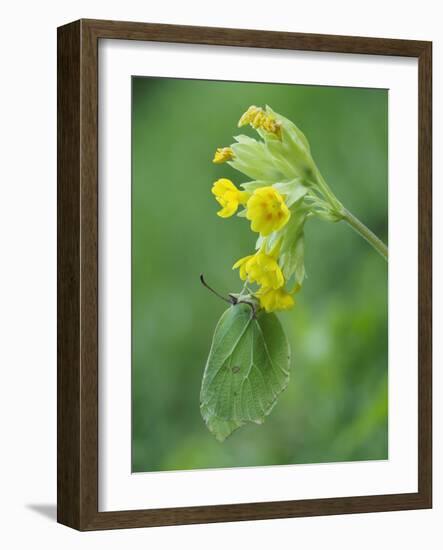 Brimstone butterfly male roosting on Cowslip, Bedfordshire, England, UK, April-Andy Sands-Framed Photographic Print