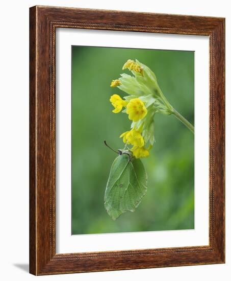 Brimstone butterfly male roosting on Cowslip, Bedfordshire, England, UK, April-Andy Sands-Framed Photographic Print