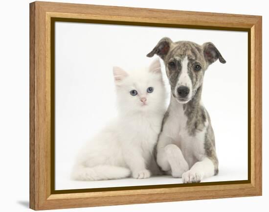 Brindle-And-White Whippet Puppy, 9 Weeks, with White Maine Coon-Cross Kitten-Mark Taylor-Framed Premier Image Canvas