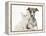 Brindle-And-White Whippet Puppy, 9 Weeks, with White Maine Coon-Cross Kitten-Mark Taylor-Framed Premier Image Canvas