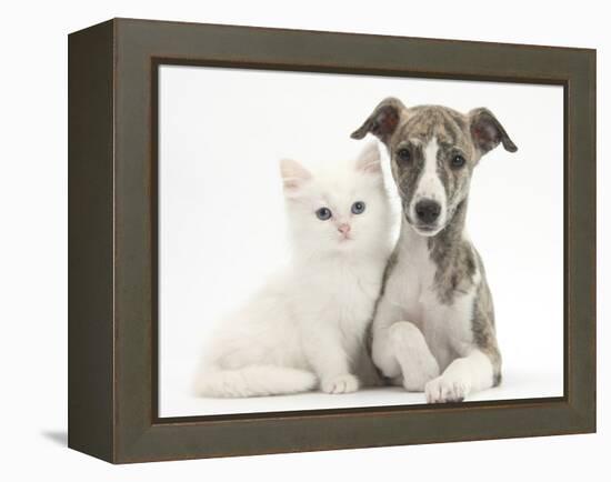 Brindle-And-White Whippet Puppy, 9 Weeks, with White Maine Coon-Cross Kitten-Mark Taylor-Framed Premier Image Canvas