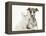 Brindle-And-White Whippet Puppy, 9 Weeks, with White Maine Coon-Cross Kitten-Mark Taylor-Framed Premier Image Canvas