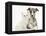 Brindle-And-White Whippet Puppy, 9 Weeks, with White Maine Coon-Cross Kitten-Mark Taylor-Framed Premier Image Canvas