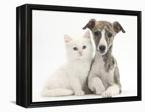 Brindle-And-White Whippet Puppy, 9 Weeks, with White Maine Coon-Cross Kitten-Mark Taylor-Framed Premier Image Canvas