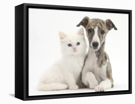 Brindle-And-White Whippet Puppy, 9 Weeks, with White Maine Coon-Cross Kitten-Mark Taylor-Framed Premier Image Canvas