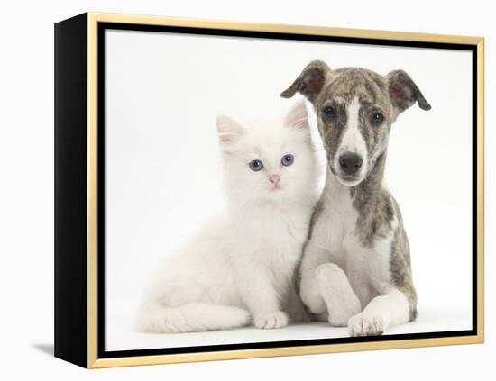 Brindle-And-White Whippet Puppy, 9 Weeks, with White Maine Coon-Cross Kitten-Mark Taylor-Framed Premier Image Canvas