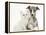 Brindle-And-White Whippet Puppy, 9 Weeks, with White Maine Coon-Cross Kitten-Mark Taylor-Framed Premier Image Canvas