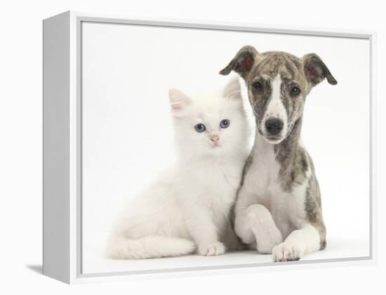 Brindle-And-White Whippet Puppy, 9 Weeks, with White Maine Coon-Cross Kitten-Mark Taylor-Framed Premier Image Canvas