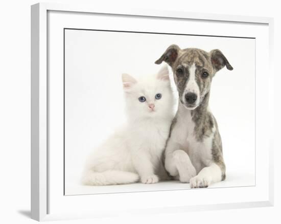 Brindle-And-White Whippet Puppy, 9 Weeks, with White Maine Coon-Cross Kitten-Mark Taylor-Framed Photographic Print