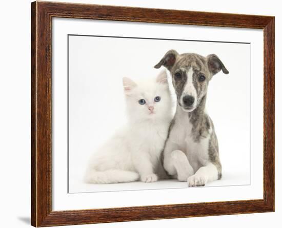 Brindle-And-White Whippet Puppy, 9 Weeks, with White Maine Coon-Cross Kitten-Mark Taylor-Framed Photographic Print