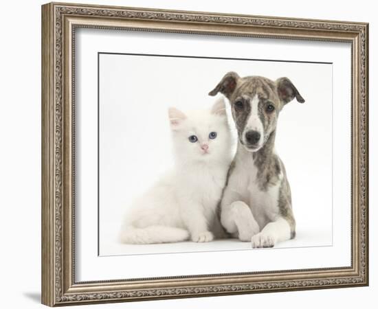 Brindle-And-White Whippet Puppy, 9 Weeks, with White Maine Coon-Cross Kitten-Mark Taylor-Framed Photographic Print