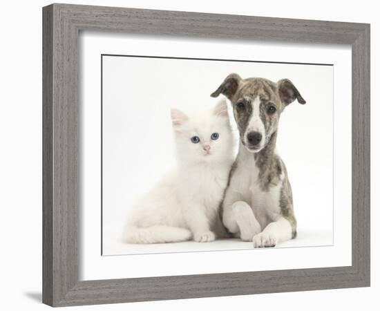 Brindle-And-White Whippet Puppy, 9 Weeks, with White Maine Coon-Cross Kitten-Mark Taylor-Framed Photographic Print