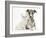 Brindle-And-White Whippet Puppy, 9 Weeks, with White Maine Coon-Cross Kitten-Mark Taylor-Framed Photographic Print