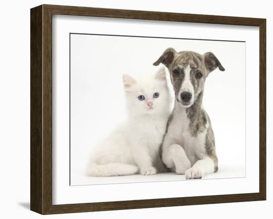 Brindle-And-White Whippet Puppy, 9 Weeks, with White Maine Coon-Cross Kitten-Mark Taylor-Framed Photographic Print