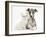 Brindle-And-White Whippet Puppy, 9 Weeks, with White Maine Coon-Cross Kitten-Mark Taylor-Framed Photographic Print