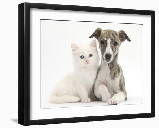 Brindle-And-White Whippet Puppy, 9 Weeks, with White Maine Coon-Cross Kitten-Mark Taylor-Framed Photographic Print