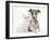 Brindle-And-White Whippet Puppy, 9 Weeks, with White Maine Coon-Cross Kitten-Mark Taylor-Framed Photographic Print