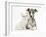 Brindle-And-White Whippet Puppy, 9 Weeks, with White Maine Coon-Cross Kitten-Mark Taylor-Framed Photographic Print