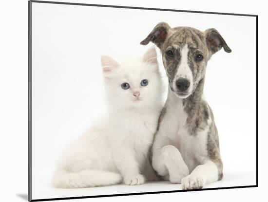 Brindle-And-White Whippet Puppy, 9 Weeks, with White Maine Coon-Cross Kitten-Mark Taylor-Mounted Photographic Print