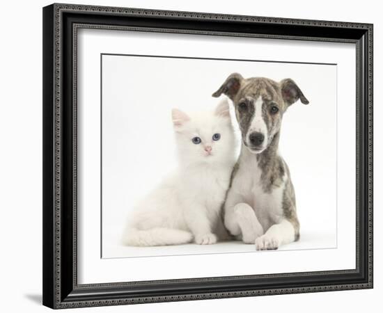 Brindle-And-White Whippet Puppy, 9 Weeks, with White Maine Coon-Cross Kitten-Mark Taylor-Framed Photographic Print