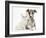 Brindle-And-White Whippet Puppy, 9 Weeks, with White Maine Coon-Cross Kitten-Mark Taylor-Framed Photographic Print