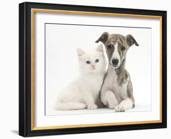 Brindle-And-White Whippet Puppy, 9 Weeks, with White Maine Coon-Cross Kitten-Mark Taylor-Framed Photographic Print