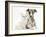 Brindle-And-White Whippet Puppy, 9 Weeks, with White Maine Coon-Cross Kitten-Mark Taylor-Framed Photographic Print