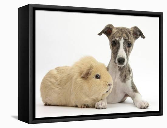 Brindle-And-White Whippet Puppy, 9 Weeks, with Yellow Guinea Pig-Mark Taylor-Framed Premier Image Canvas