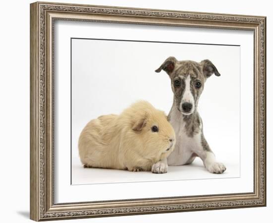 Brindle-And-White Whippet Puppy, 9 Weeks, with Yellow Guinea Pig-Mark Taylor-Framed Photographic Print