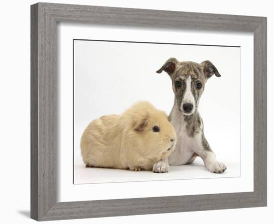 Brindle-And-White Whippet Puppy, 9 Weeks, with Yellow Guinea Pig-Mark Taylor-Framed Photographic Print
