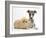 Brindle-And-White Whippet Puppy, 9 Weeks, with Yellow Guinea Pig-Mark Taylor-Framed Photographic Print