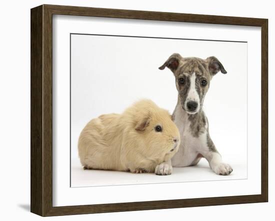 Brindle-And-White Whippet Puppy, 9 Weeks, with Yellow Guinea Pig-Mark Taylor-Framed Photographic Print