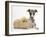 Brindle-And-White Whippet Puppy, 9 Weeks, with Yellow Guinea Pig-Mark Taylor-Framed Photographic Print