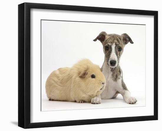 Brindle-And-White Whippet Puppy, 9 Weeks, with Yellow Guinea Pig-Mark Taylor-Framed Photographic Print