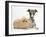 Brindle-And-White Whippet Puppy, 9 Weeks, with Yellow Guinea Pig-Mark Taylor-Framed Photographic Print