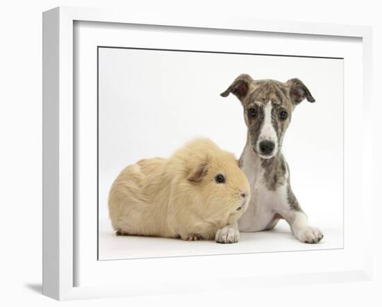 Brindle-And-White Whippet Puppy, 9 Weeks, with Yellow Guinea Pig-Mark Taylor-Framed Photographic Print