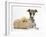 Brindle-And-White Whippet Puppy, 9 Weeks, with Yellow Guinea Pig-Mark Taylor-Framed Photographic Print