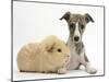 Brindle-And-White Whippet Puppy, 9 Weeks, with Yellow Guinea Pig-Mark Taylor-Mounted Photographic Print
