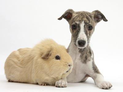 Brindle And White Whippet Puppy 9 Weeks with Yellow Guinea Pig Photographic Print Mark Taylor Art