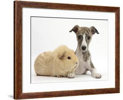 Brindle And White Whippet Puppy 9 Weeks With Yellow Guinea Pig