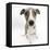 Brindle-And-White Whippet Puppy, 9 Weeks-Mark Taylor-Framed Premier Image Canvas