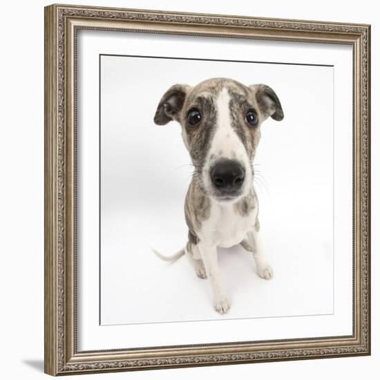 Brindle-And-White Whippet Puppy, 9 Weeks-Mark Taylor-Framed Photographic Print