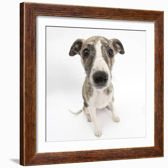 Brindle-And-White Whippet Puppy, 9 Weeks-Mark Taylor-Framed Photographic Print