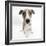 Brindle-And-White Whippet Puppy, 9 Weeks-Mark Taylor-Framed Photographic Print