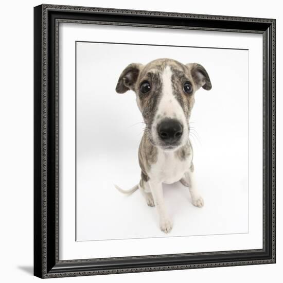 Brindle-And-White Whippet Puppy, 9 Weeks-Mark Taylor-Framed Photographic Print